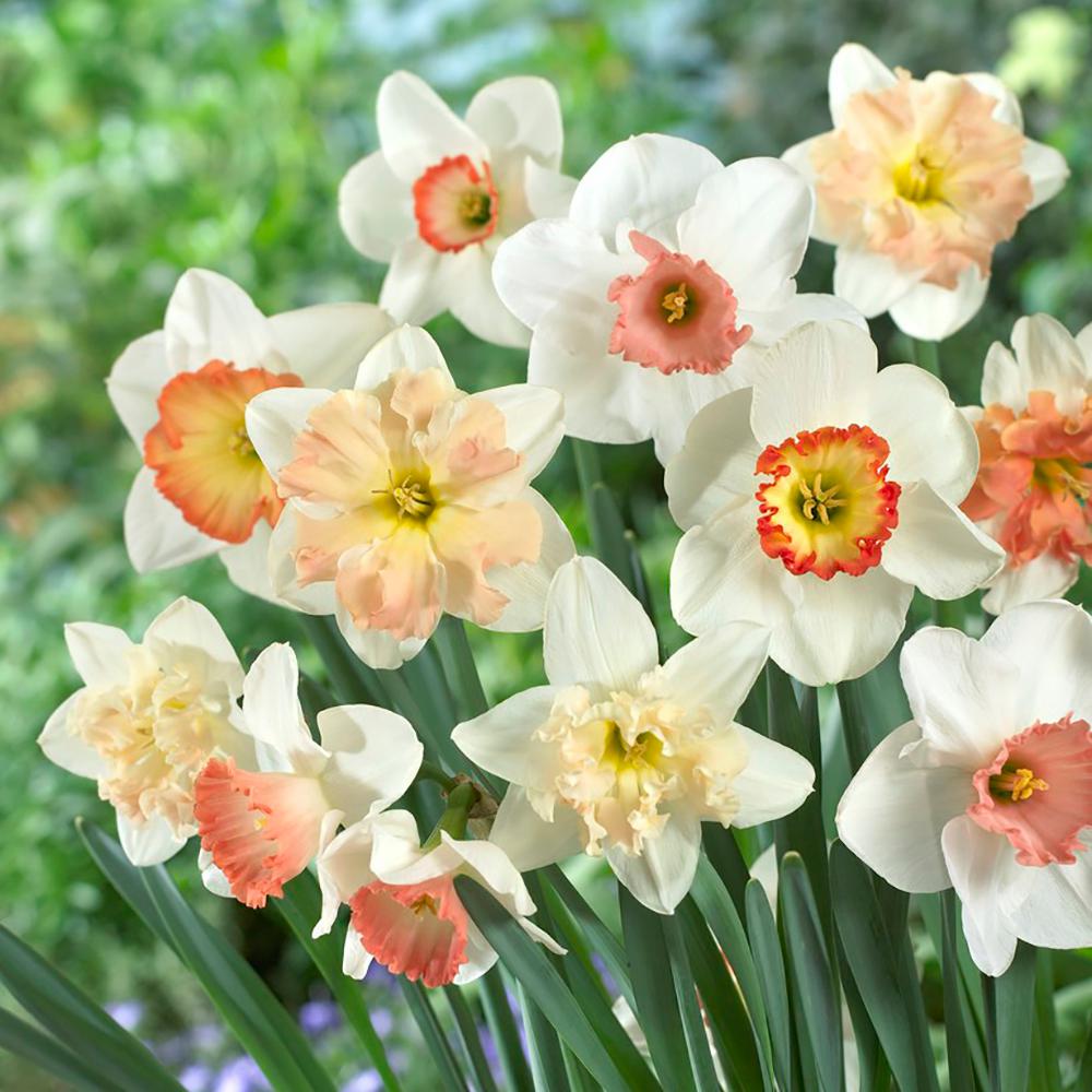 Daffodil 10 30 To 40 F Flower Bulbs Garden Plants Flowers Pink Daffodil