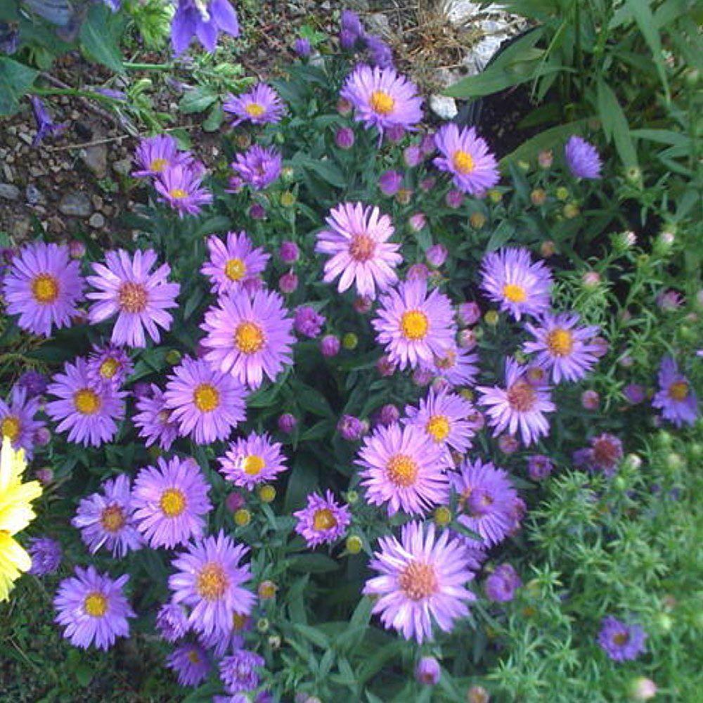 budget aster seedlings new york city