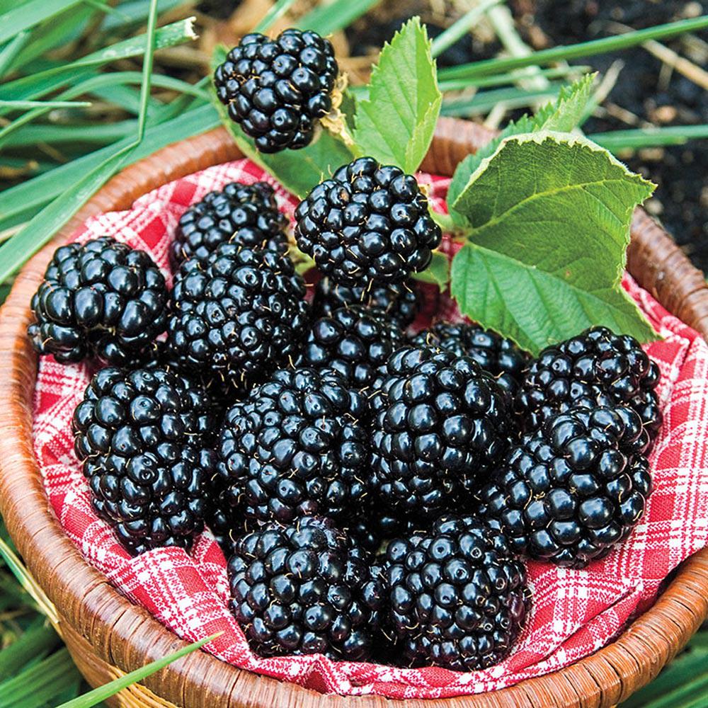 Blackberry Plant Fruit Trees Plants Edible Garden The Home Depot Arapaho Blackberry