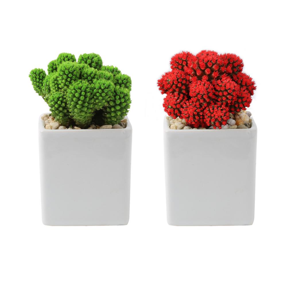 2-Pack Costa Farms Holiday Live Desert Gems Cacti 2.5-inch Ceramic Pot