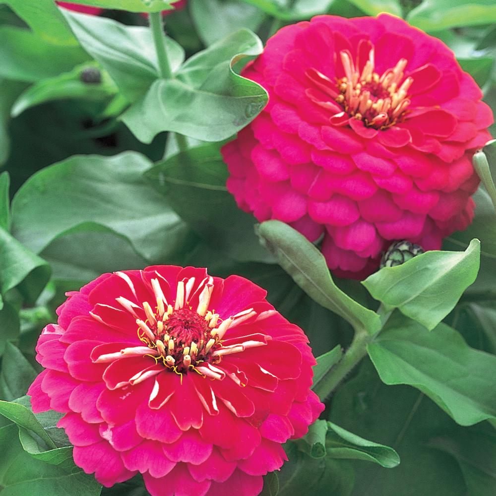 10 in. Rose Zinnia Plant3289 The Home Depot