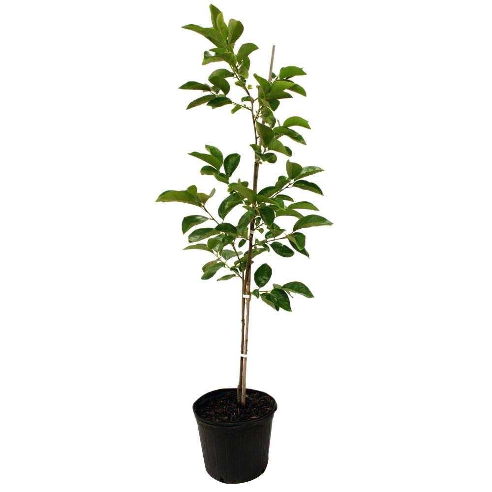Disease Resistant Free Shipping Fruit Trees Plants Edible Fuyugaki Persimmon Tree