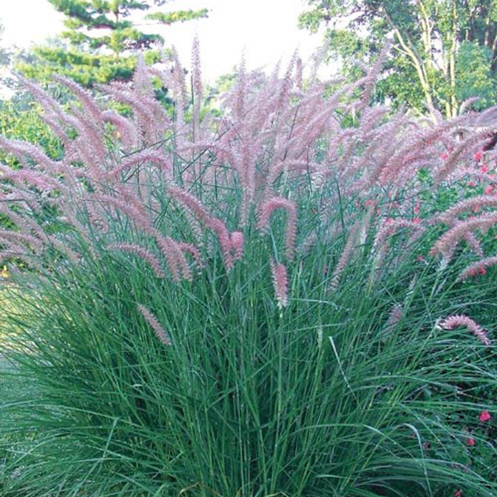 Spring Hill Nurseries 3 in. Pot Rose Fountain Grass (Pennisetum), Live