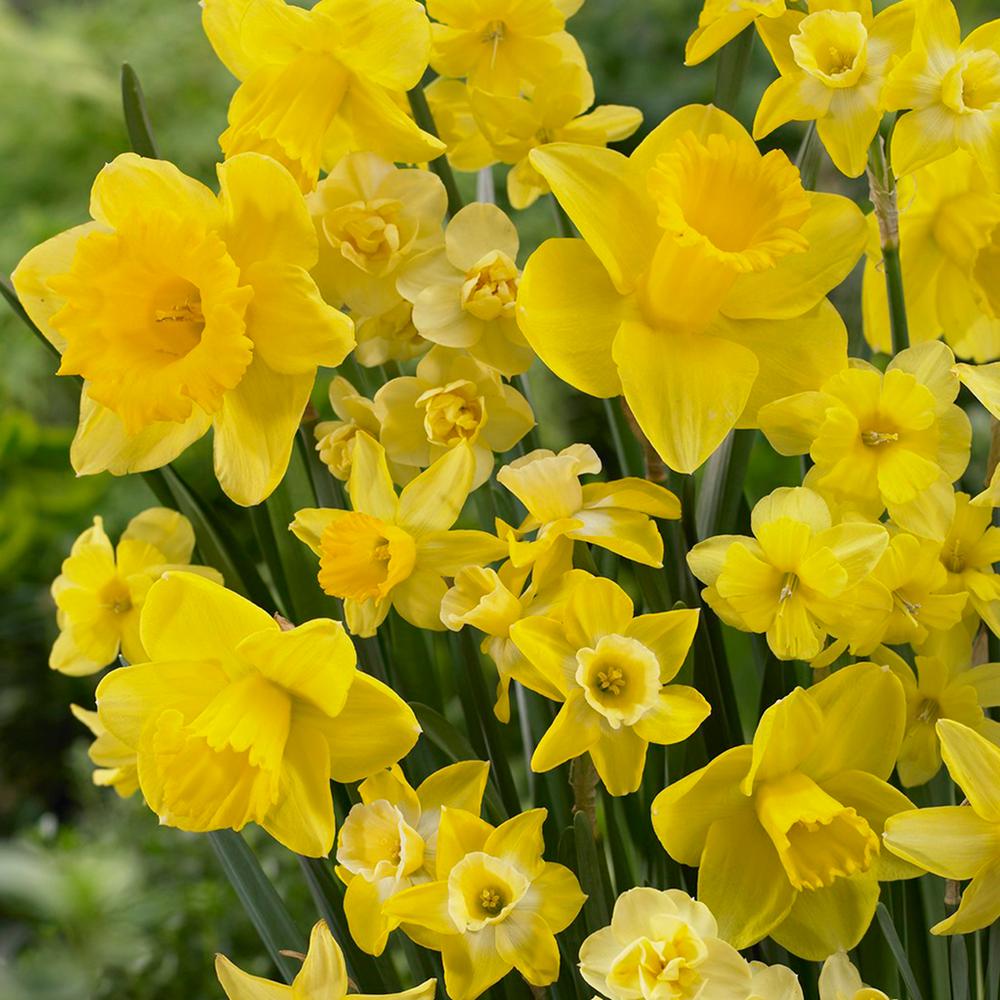 Daffodil Flower Bulbs Garden Plants Flowers The Home Depot Daffodils Bulbs