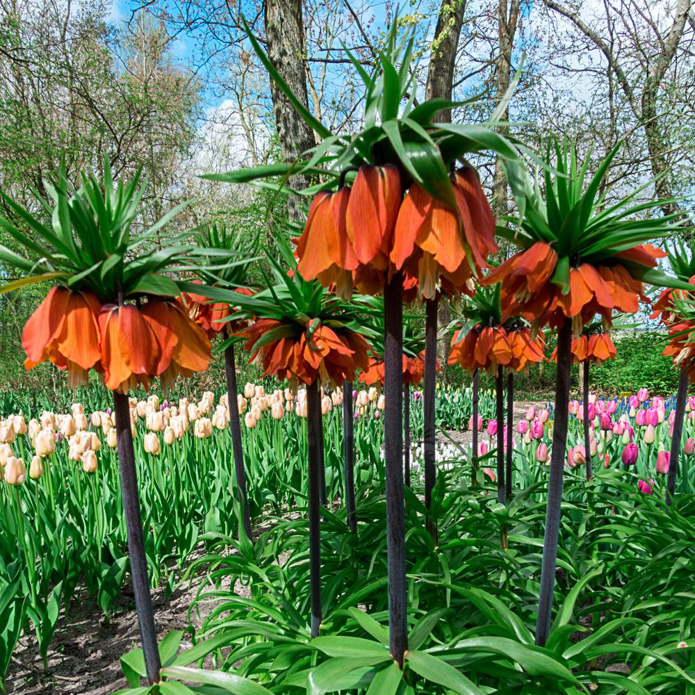 Spring Hill Nurseries Red Crown Imperial Fritillaria Bulbs 3 Pack Spring Hill Nurseries Red Crown Imperial Fritillaria Bulbs 3 Pack