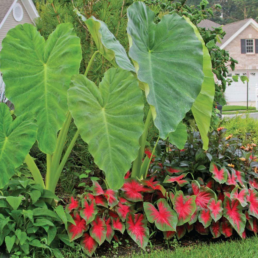 longfield gardens 9 in to 11 in elephant ear green 3 bag 20000114 the home depot longfield gardens 9 in to 11 in elephant ear green 3 bag 20000114 the home depot