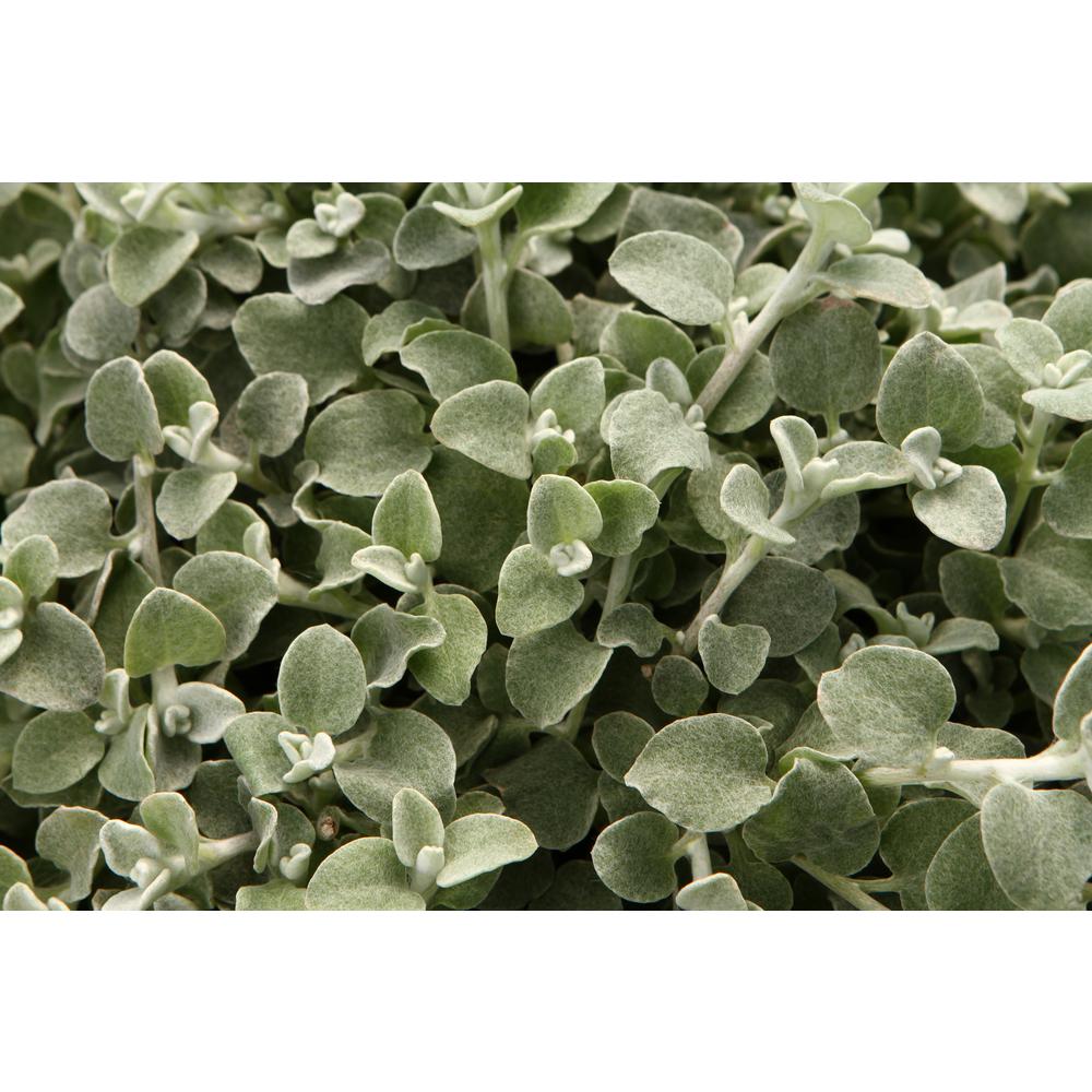 PROVEN WINNERS 4.25 in. Grande White Licorice (Helichrysum) Live Plant SilverWhite Foliage (8