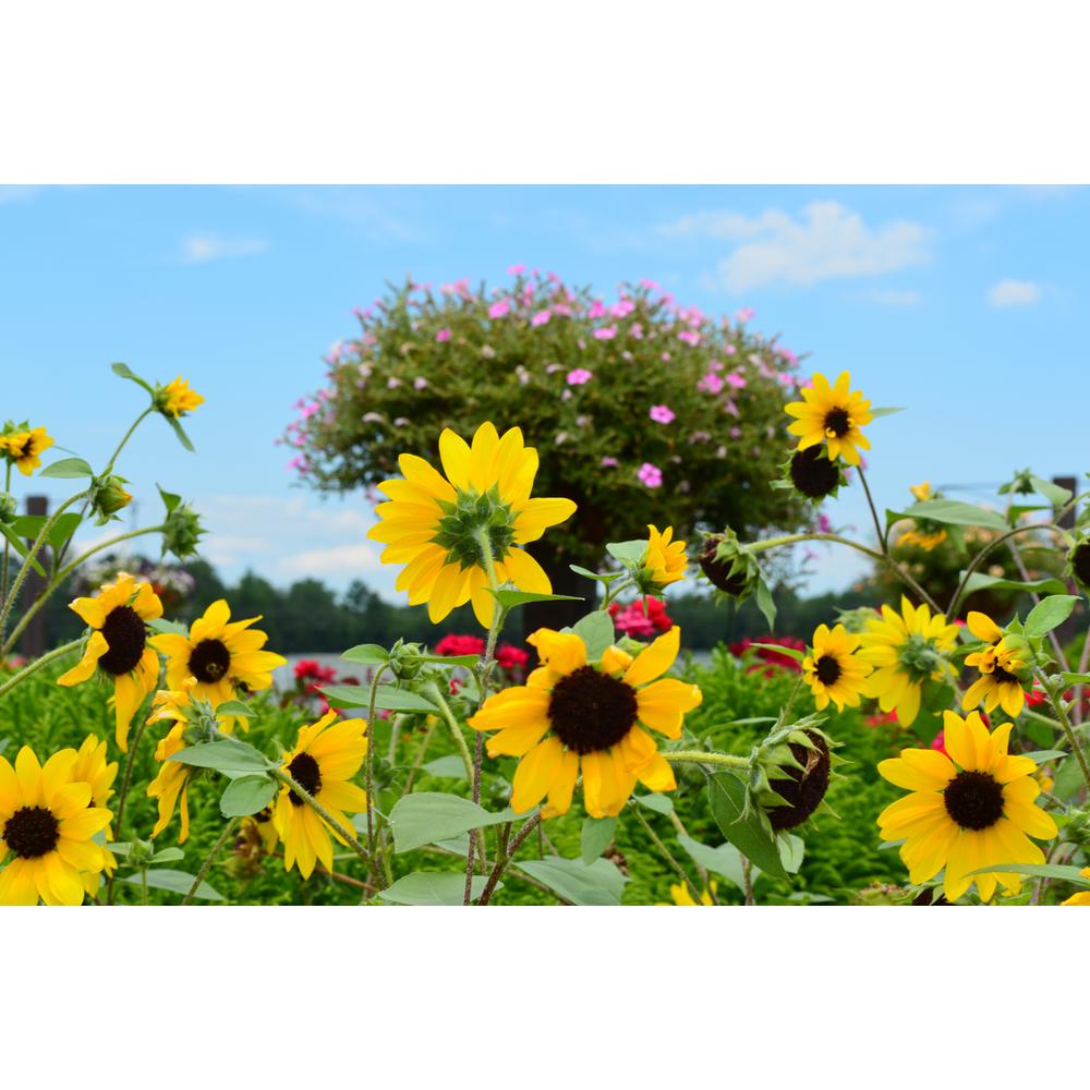 National Plant Network 4 in. Sunfinity Yellow Bloom Sunflower Plant (3