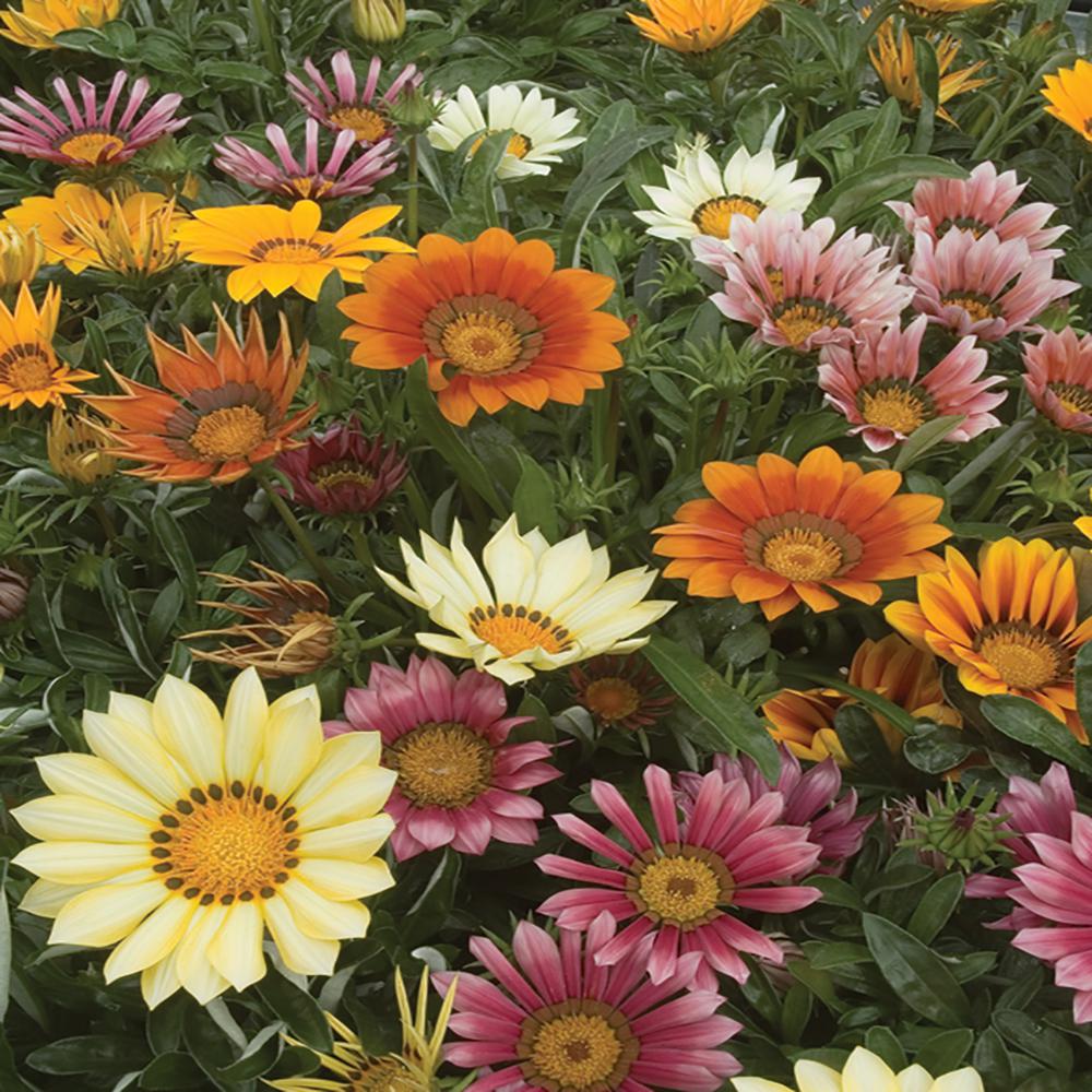 6 in. Mixed African Daisy Plant17274 The Home Depot