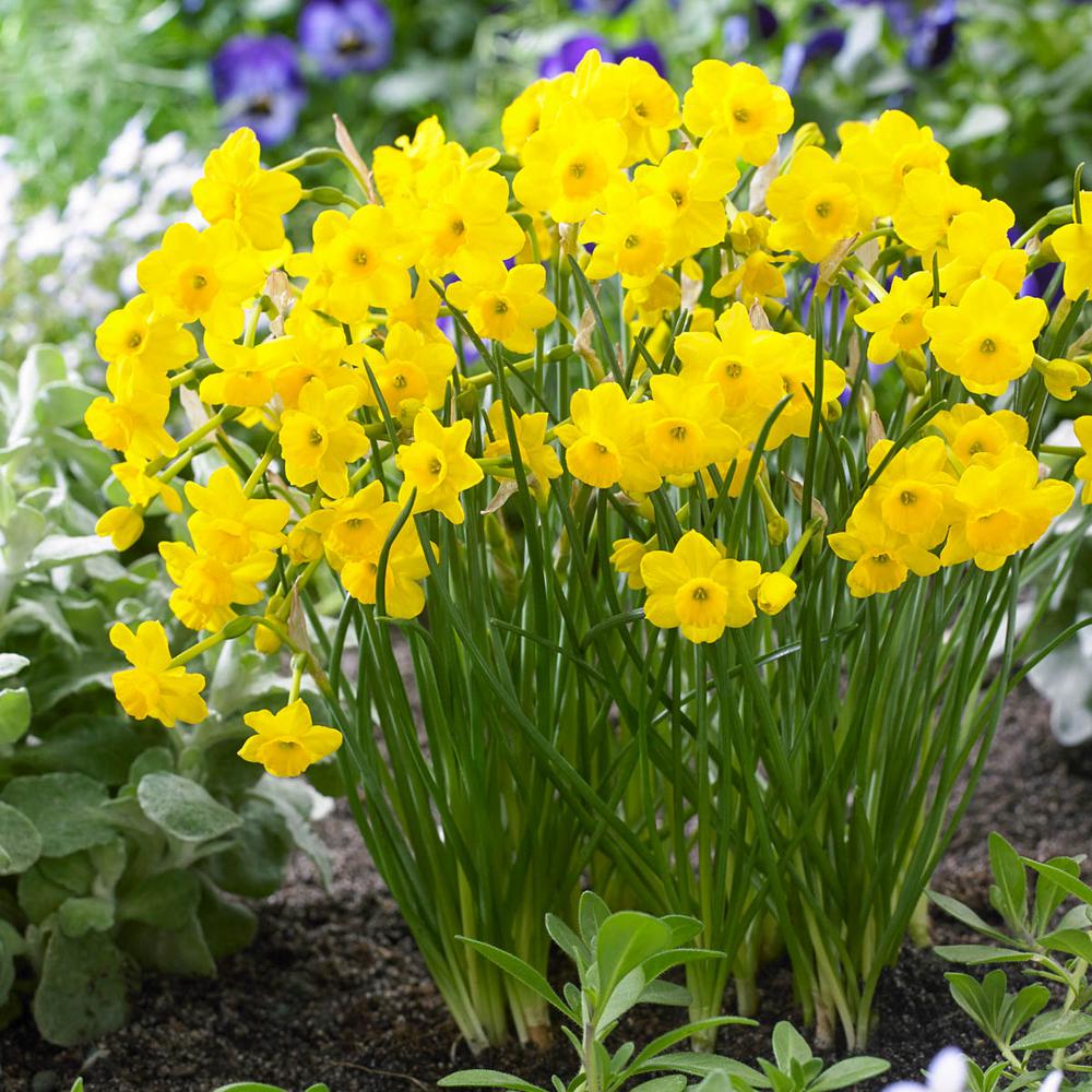 Daffodil 12 Flower Bulbs Garden Plants Flowers The Home Depot More And Daffodil Narcissus Bulbs 10 Pack