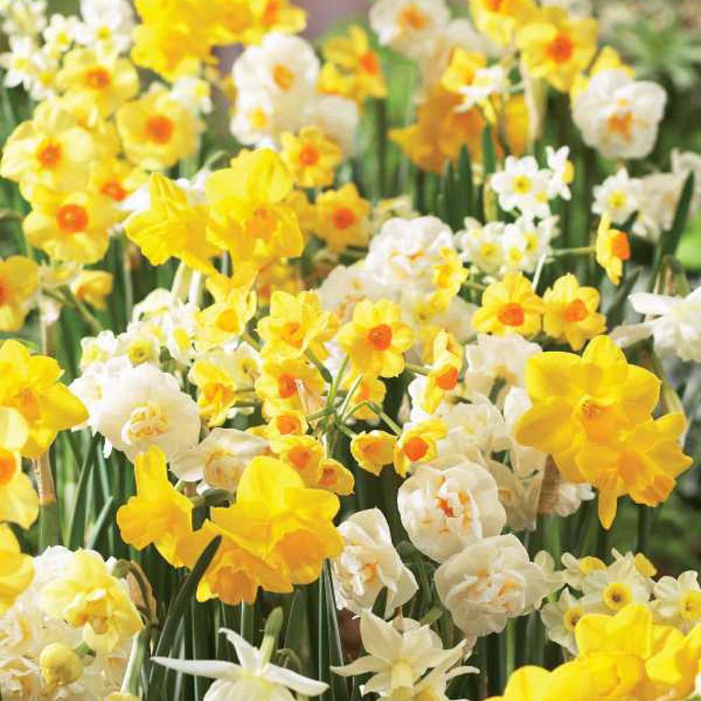 Daffodil Flower Bulbs Garden Plants Flowers The Home Depot Fraga Jonquils Daffodil Narcissus Bulbs