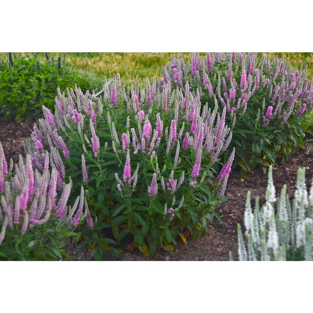 Proven Winners Magic Show Pink Potion Spike Speedwell (Veronica) Live