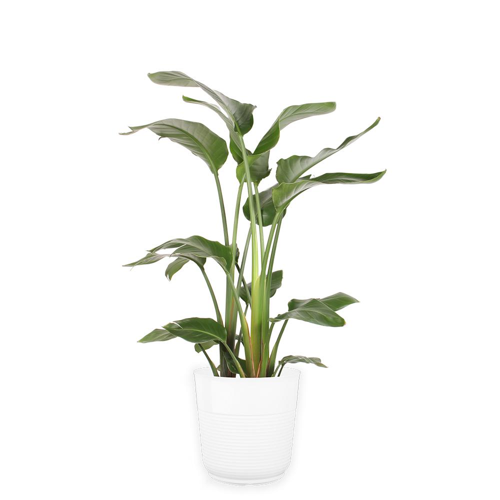Costa Farms 10 in. White Bird in Paradise PlanterCO.3