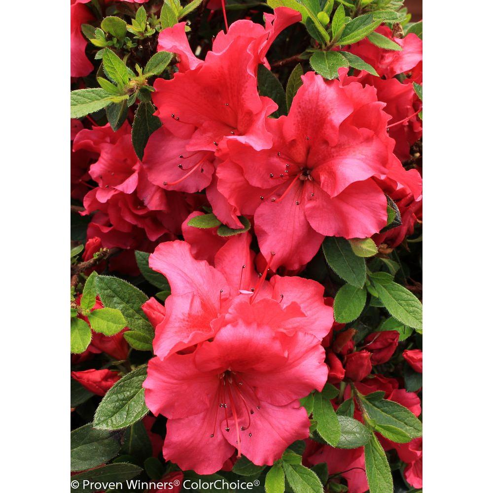 Encore Azalea 3 Gal. Autumn Sunset - Red Multi-Season Flowering Dwarf ...