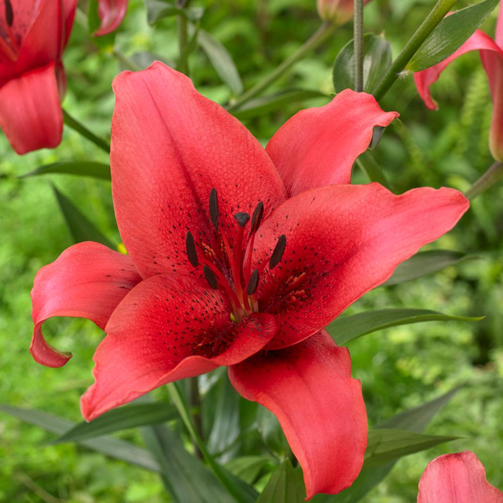 Lilies November Rain Bulbs Set Of 5