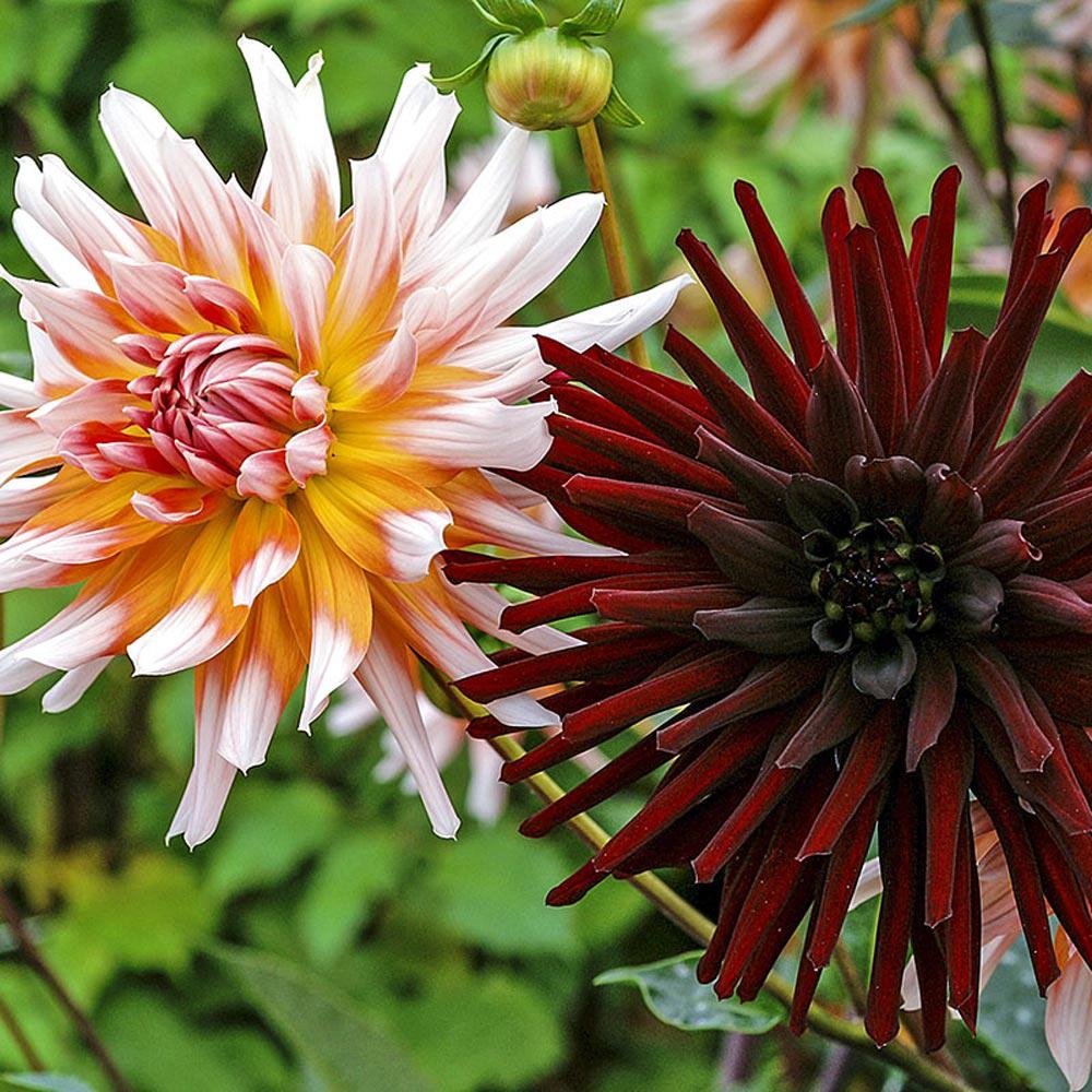 Bloomsz Dinnerplate Dahlia Mix Bulbs (6Pack)08449 The Home Depot