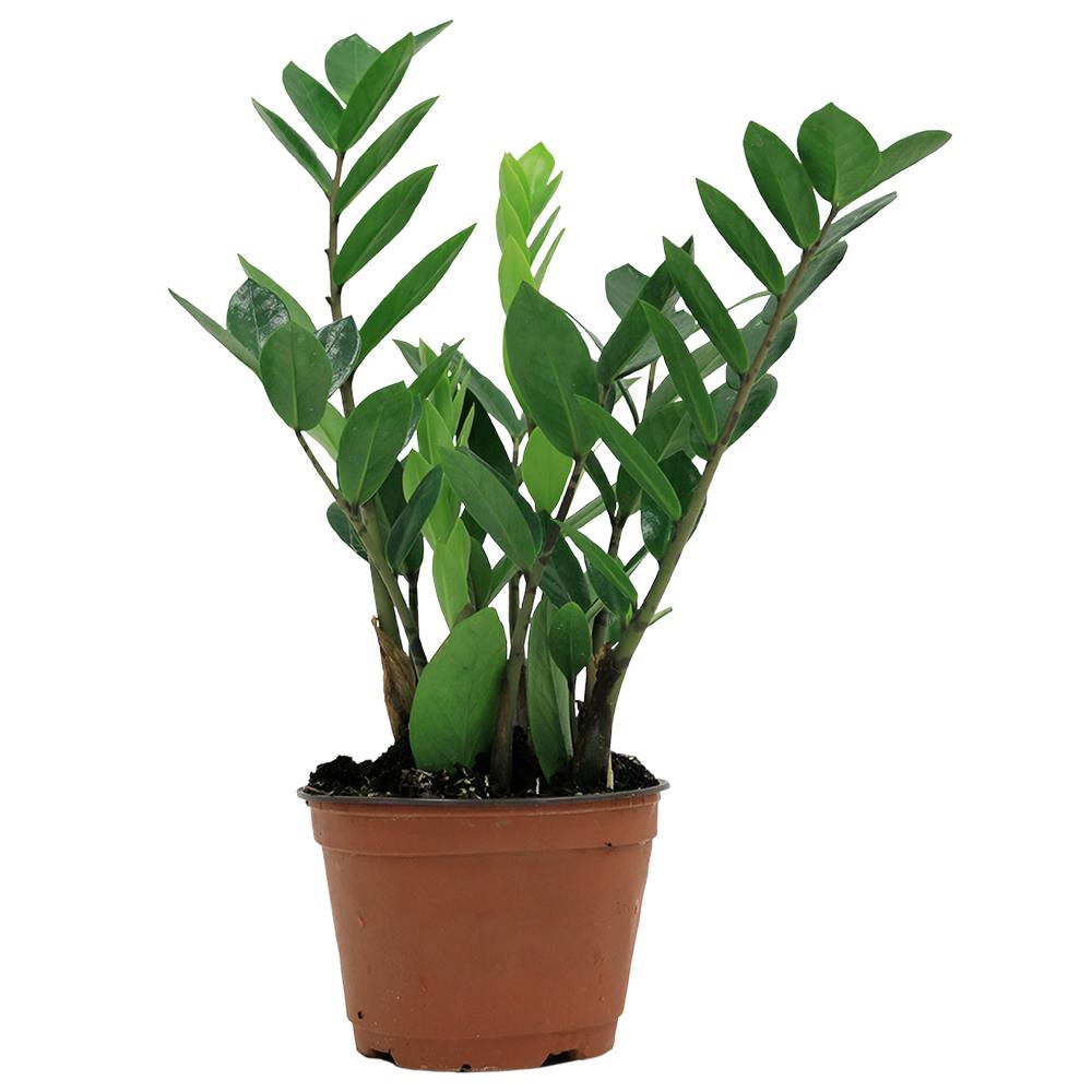 Image result for zz plant