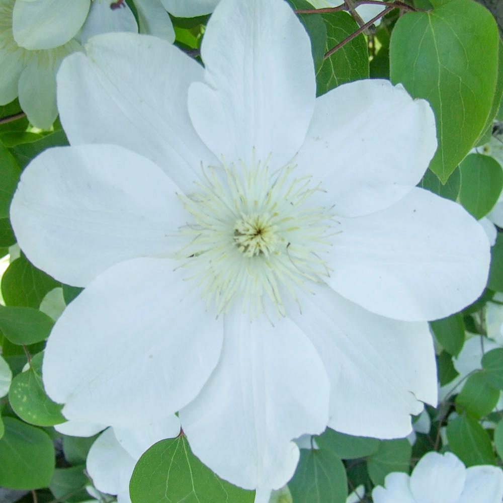 Spring Hill Nurseries Guernsey Cream Clematis Live Bareroot Plant Spring Hill Nurseries Guernsey Cream Clematis Live Bareroot Plant White Flowering Perennial Vine