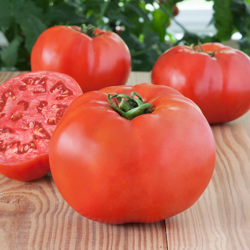Bonnie Plants 4.5 in. 19.3 oz. TomatoDebut0282 The