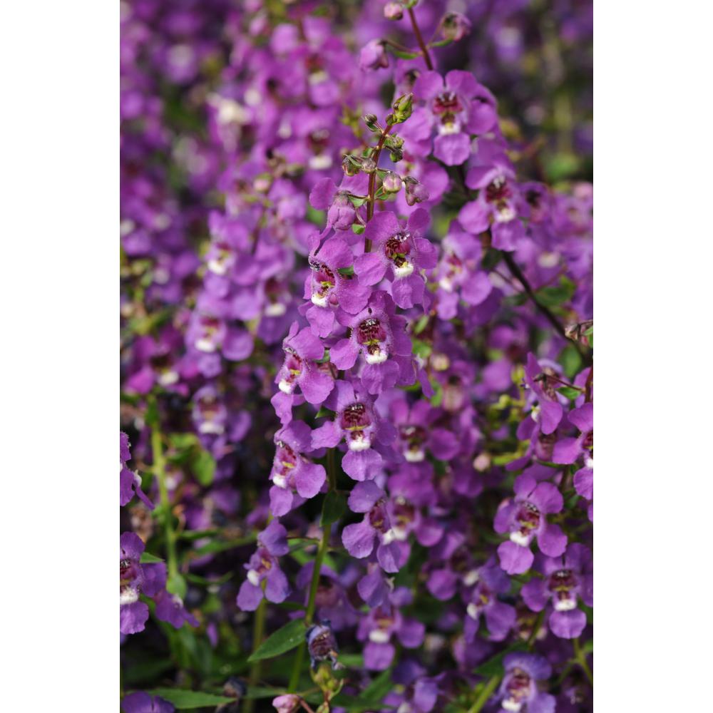 Costa Farms 1 Qt. Purple Angelonia Plant in Grower Pot (8 ...