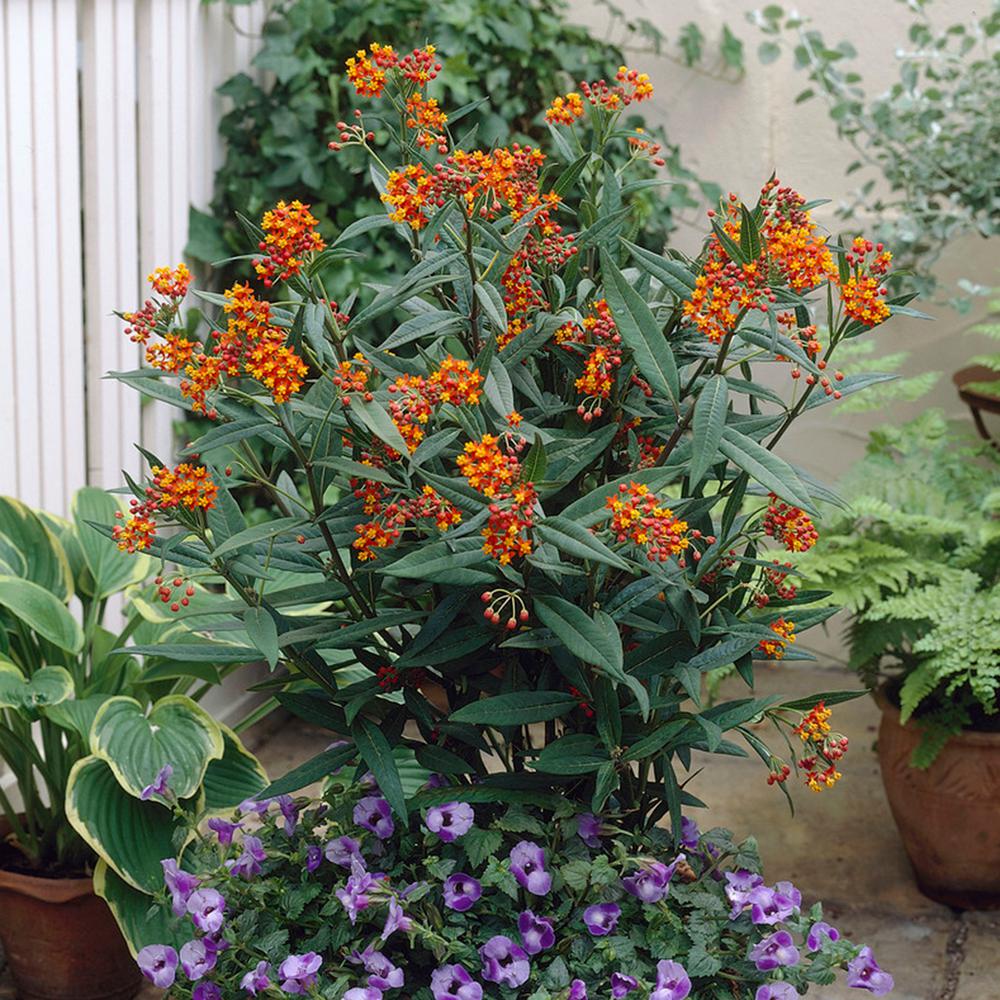 Milkweed Bushes Plants Garden Flowers The Home Depot