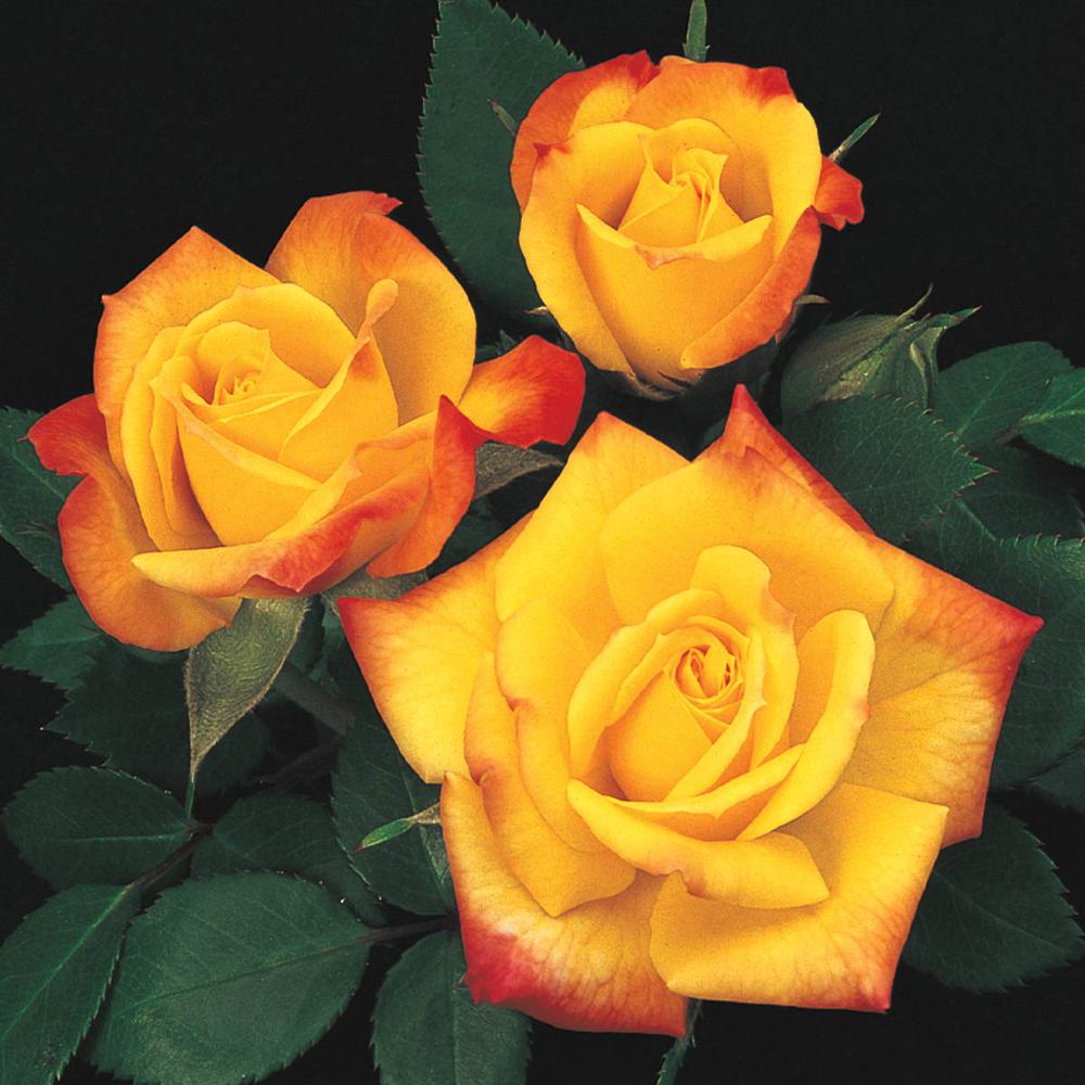Spring Hill Nurseries Rainbow S End Miniature Rose Live Potted Plant With Yellow And Red Flowers 62028 The Home Depot,Is Soy Milk Healthy For Adults