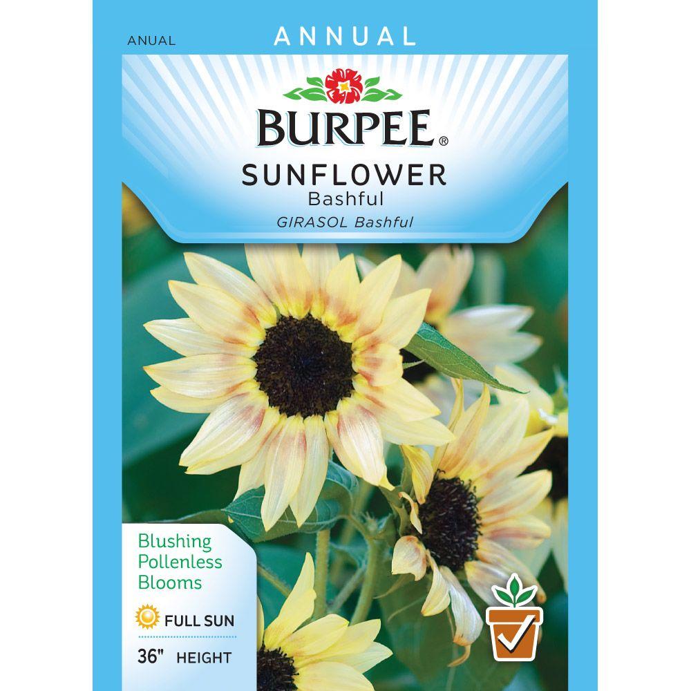 Burpee Bashful Sunflower-31706 - The Home Depot