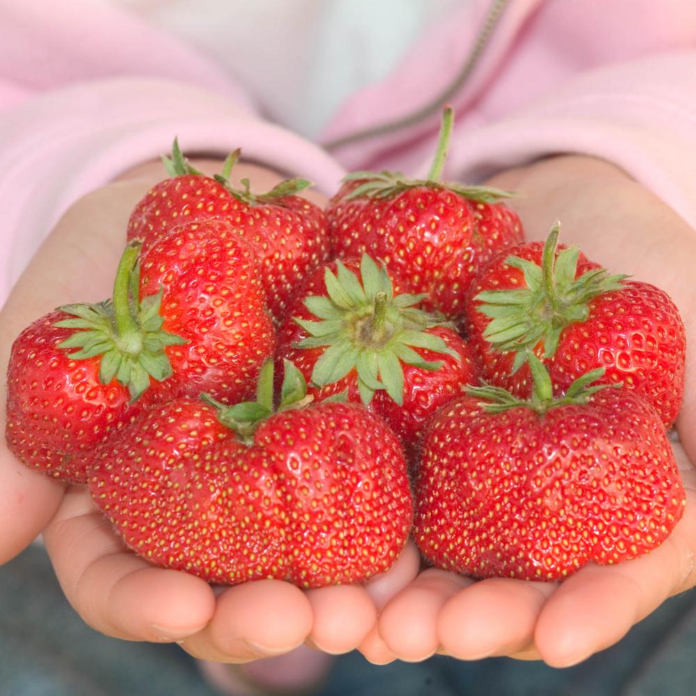 Gurney�s Jewel Strawberry (Fragaria) Live Bareroot