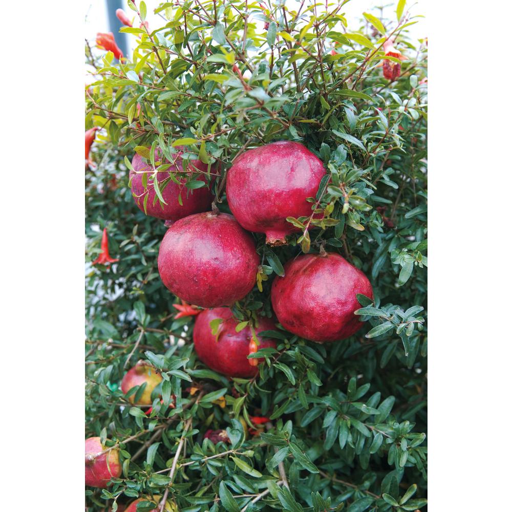 Spring Hill Nurseries 2.65 Qt. Pot Wonderful Pomegranate