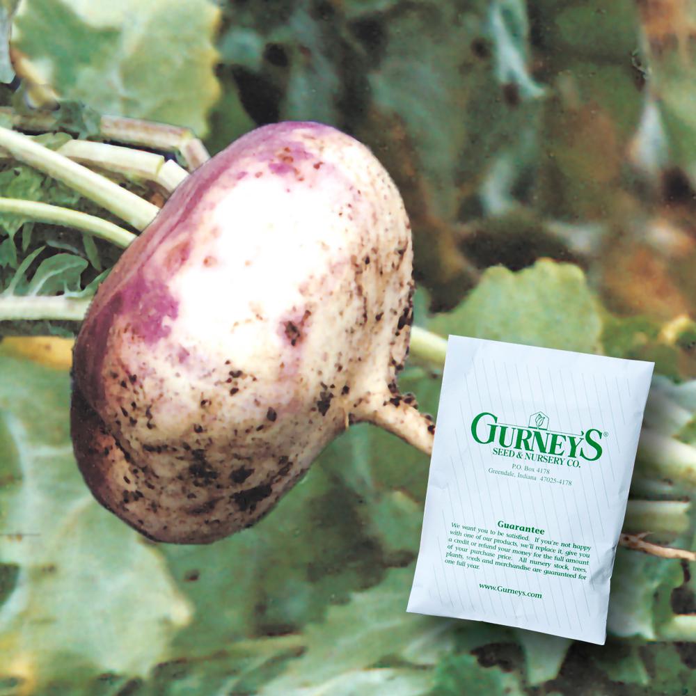 Gurney's Turnip Purple Top White Globe (600 Seed Packet)14722 The