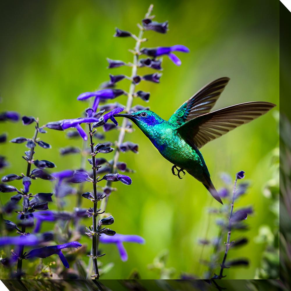 24 In X Hummingbird 7 Outdoor Canvas Art 79073 The Home Hummingbird 7 Outdoor Canvas Art