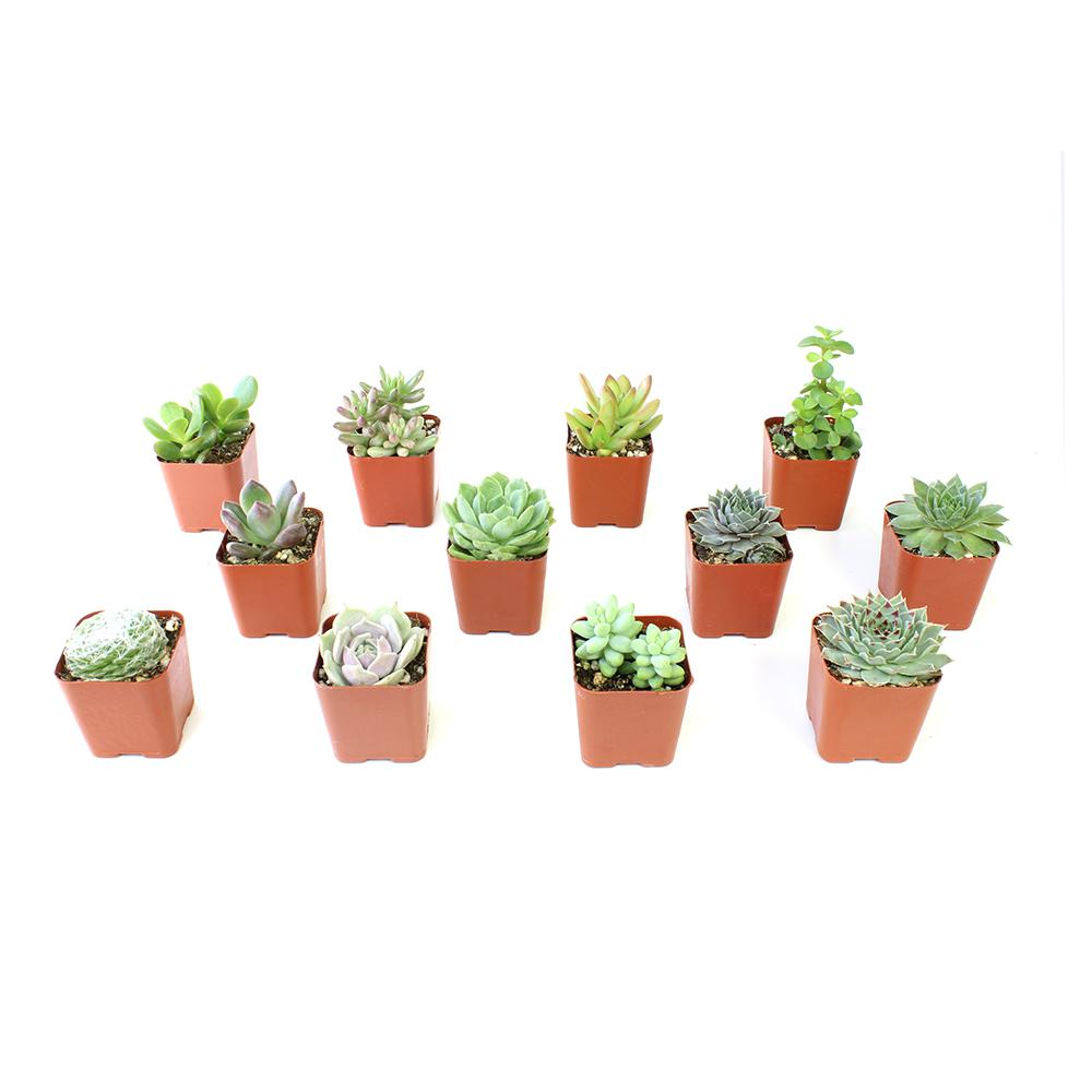 ALTMAN PLANTS Assorted Mini 2 in. Succulent (12Pack)0881149 The