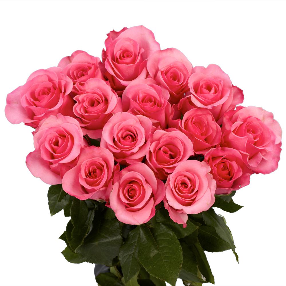 Globalrose Fresh Beautiful Pink Roses 50 Stems 50 pink 