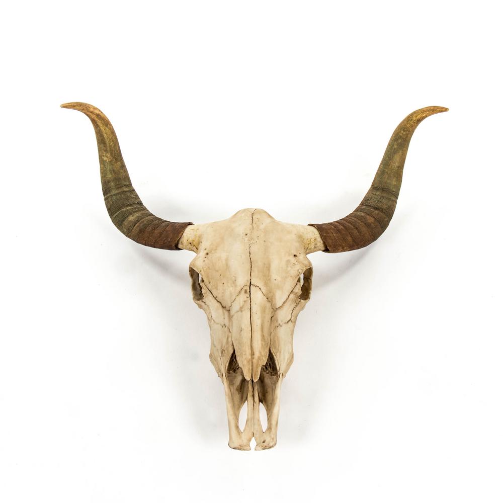 Zentique Resin Bull Skull Wall Decor Shi032 The Home Depot