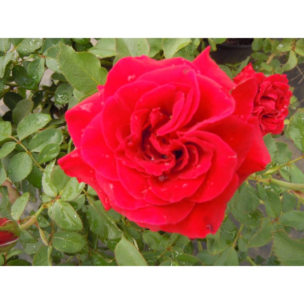 Mea Nursery Climbing Rose Don Juan61002 The Home Depot