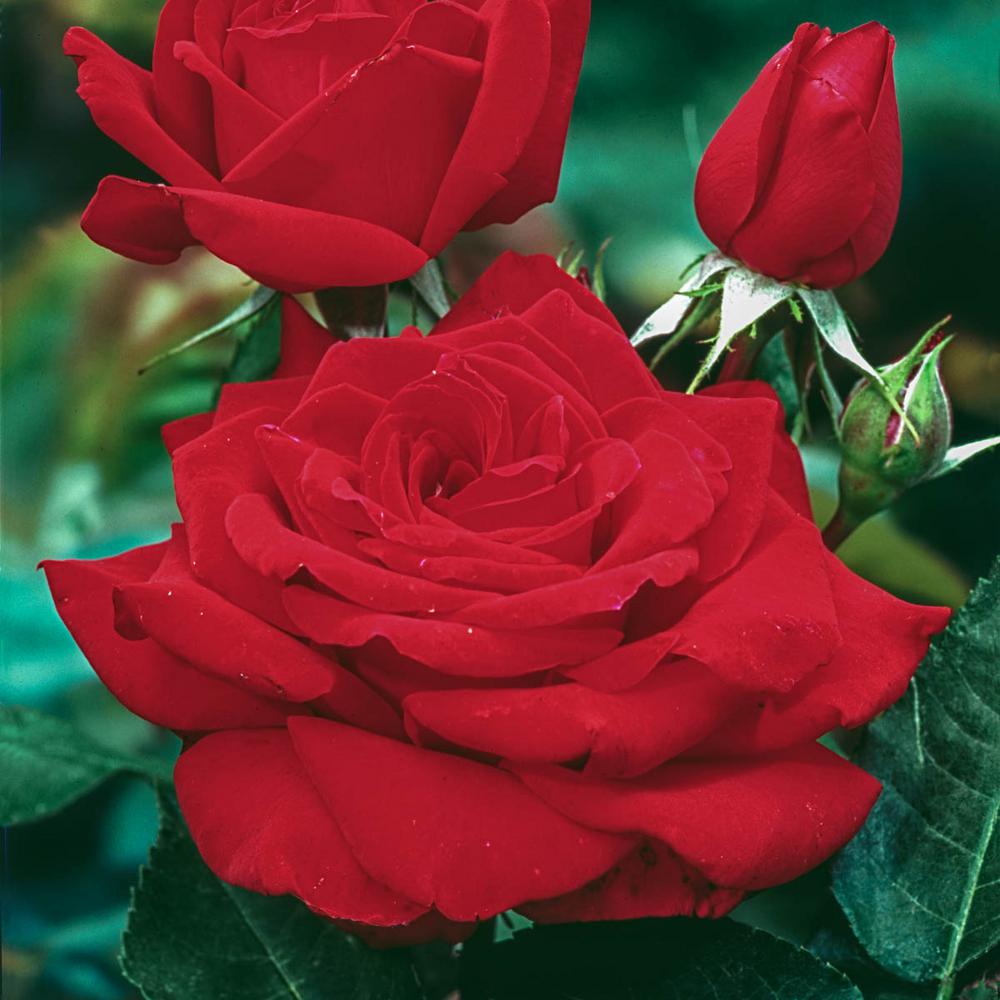 Spring Hill Nurseries Mister Lincoln Hybrid Tea Rose Live Bareroot ...