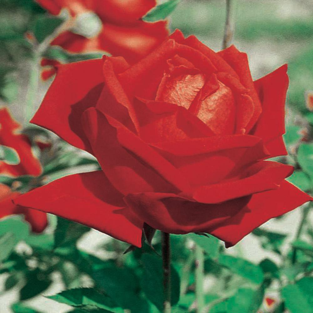 Mea Nursery All Time Favorites Rose Mirandy 60014 The Home Depot Mea Nursery All Time Favorites Rose Mirandy