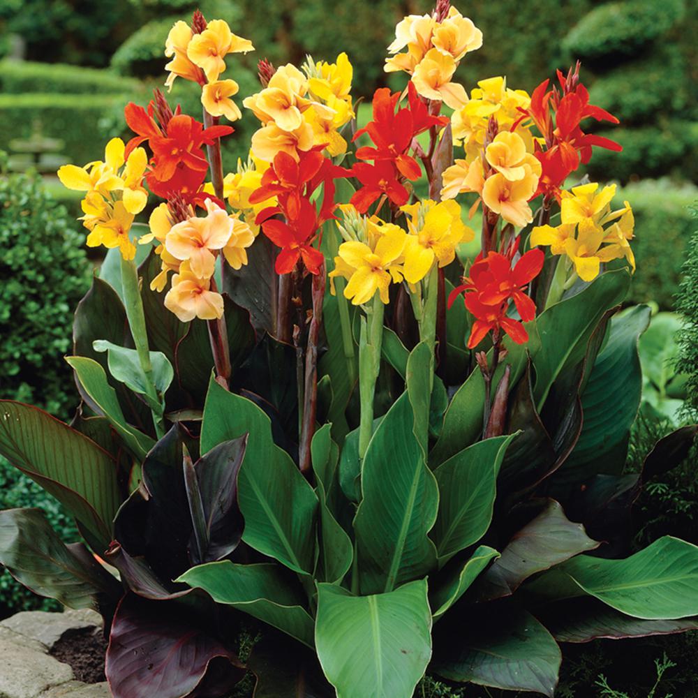 van-zyverden-canna-giant-tall-mixed-bulbs-12-pack-111982-the-home-depot