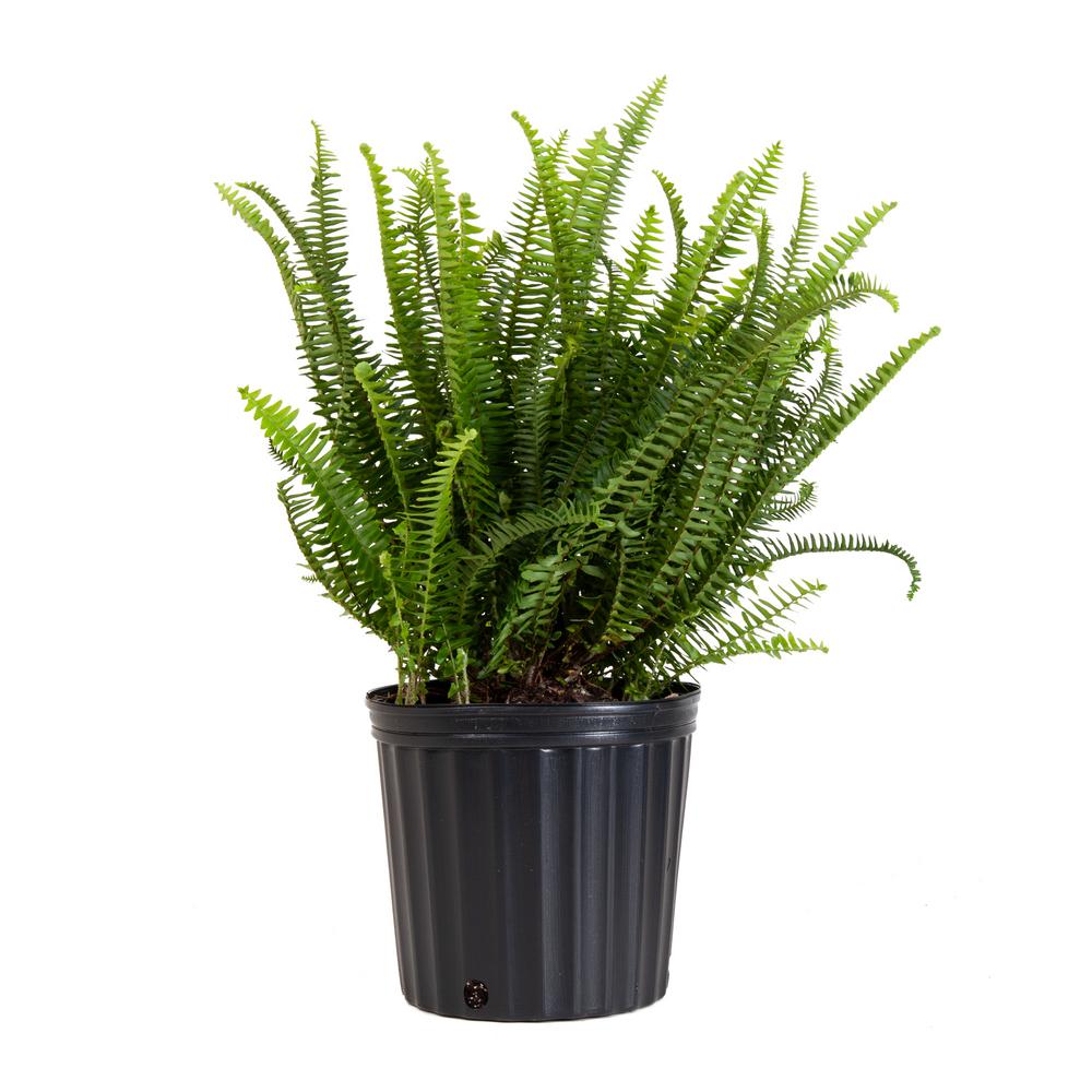 House Plants Indoor The Home Depot Kimberly Fern Plant