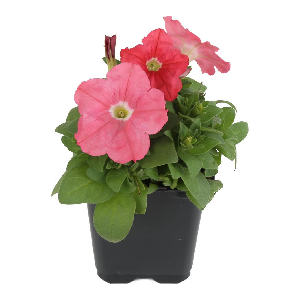 Costa Farms 1 Pt. Coral Petunia Plant in Grower's Pot (6-Pack ...