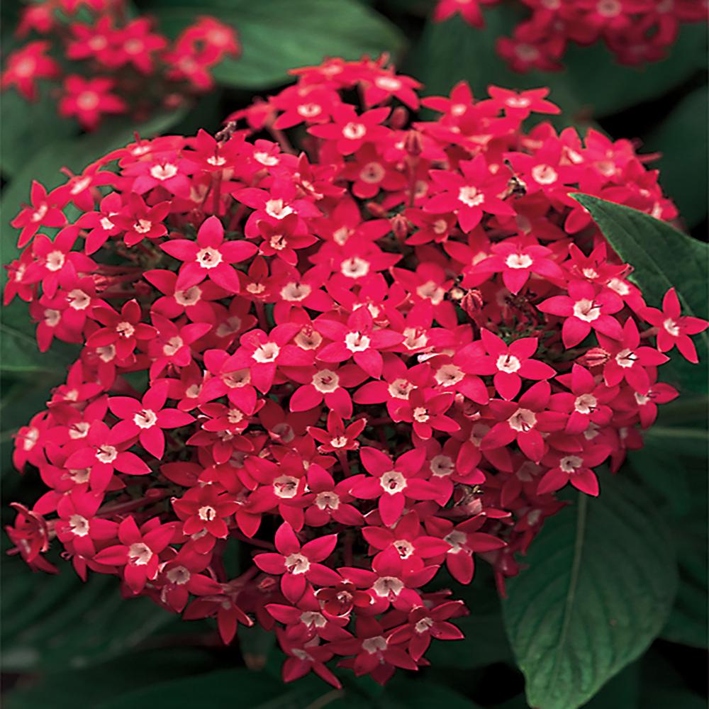 0.272 l Red Pentas Plant-3336 - The Home Depot