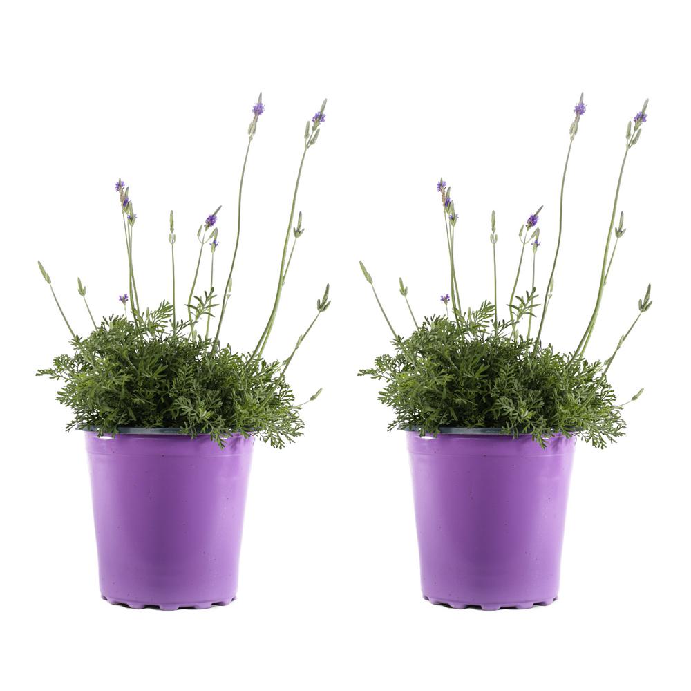 1 Gal. English Lavender Plant (2Pack)LAVHIDPP1GP2 The Home Depot