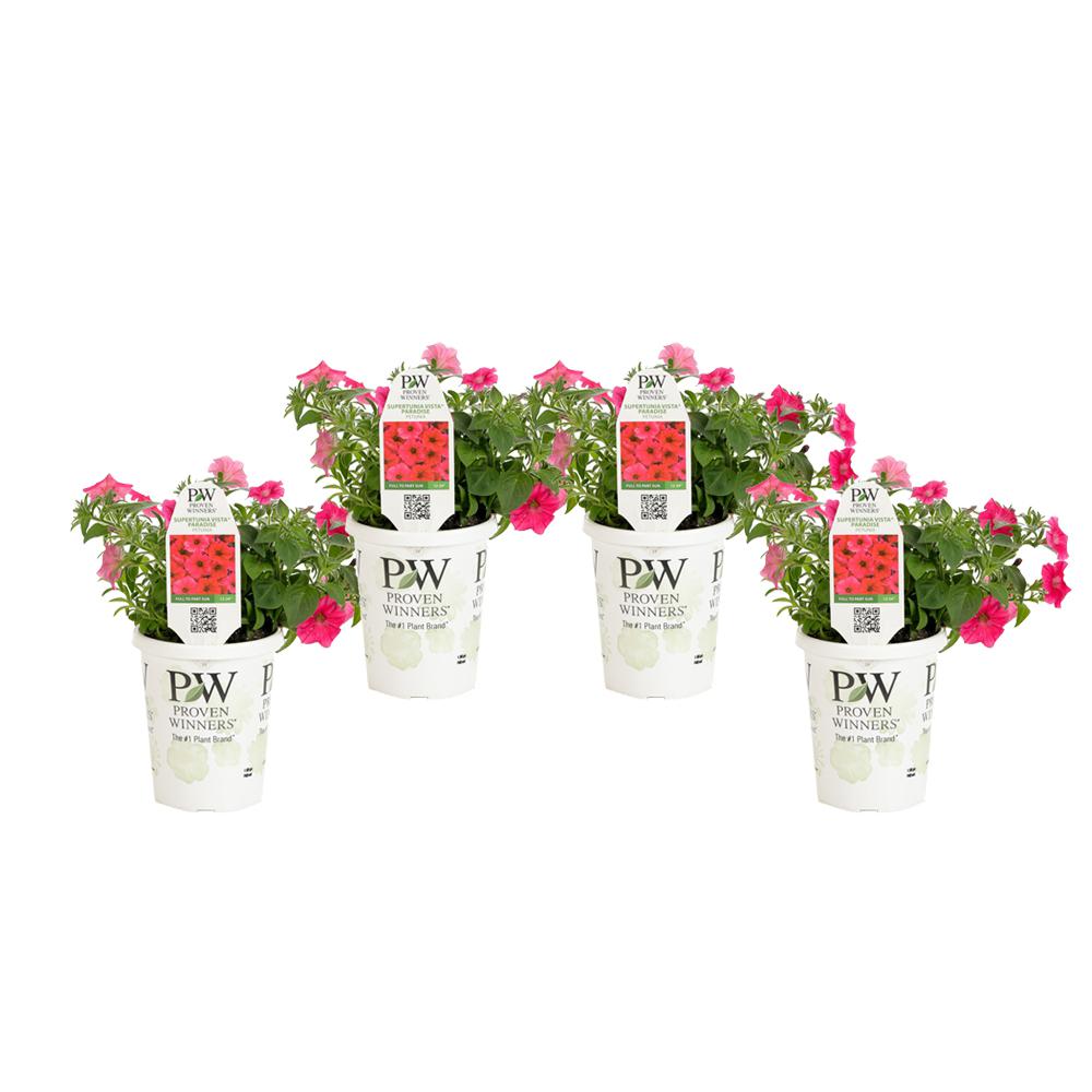 Flowers Patio, Lawn & Garden Proven Winners SUPPRW4047524 Flowers Patio, Lawn & Garden Proven Winners SUPPRW4047524