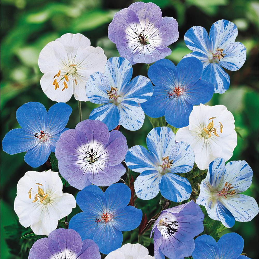 Spring Hill Nurseries Blue and White Flowering Geranium Mixture Live Bareroot Perennial Plants