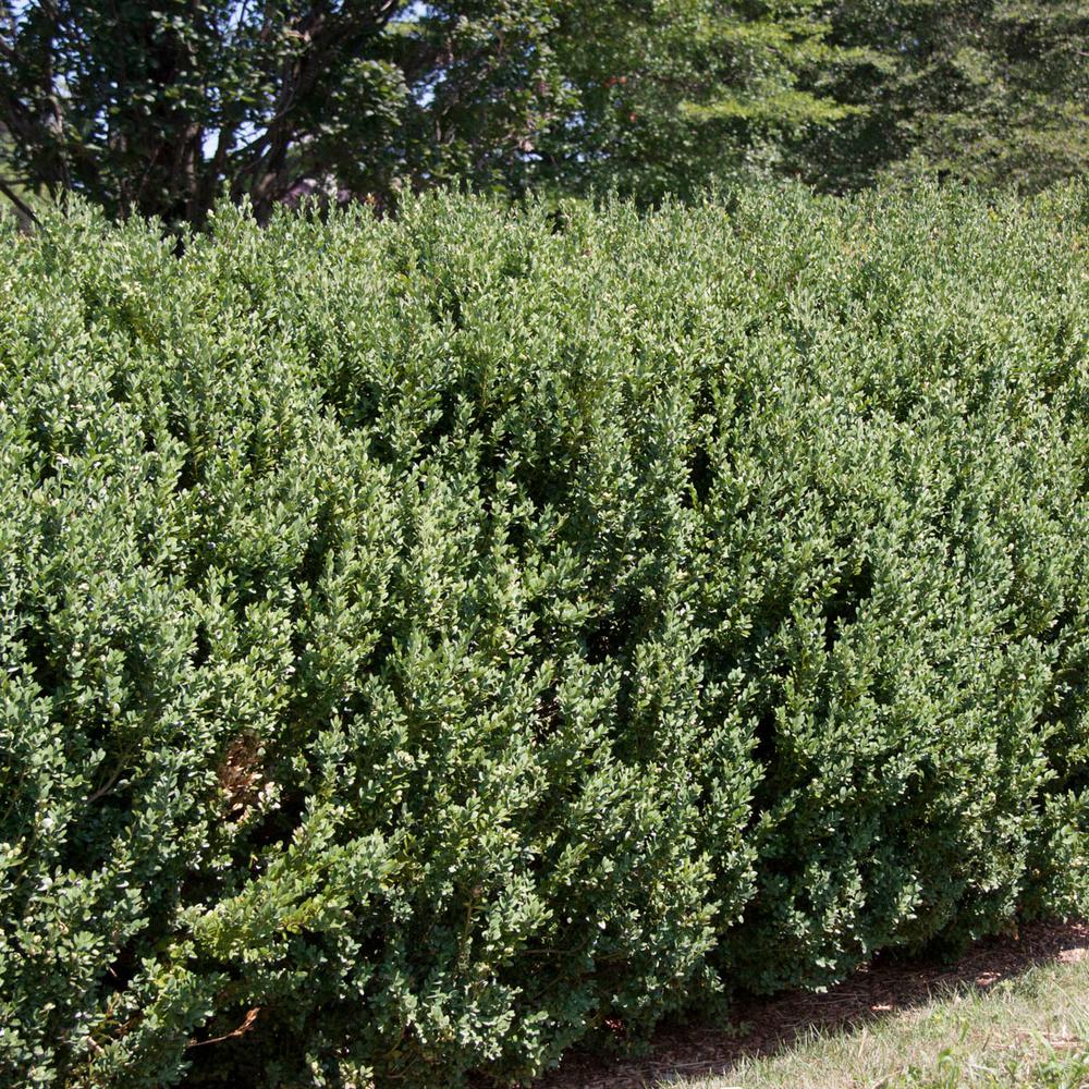 Gardens Alive! 8 in. to 12 in. Tall Green Mountain Boxwood (Buxus