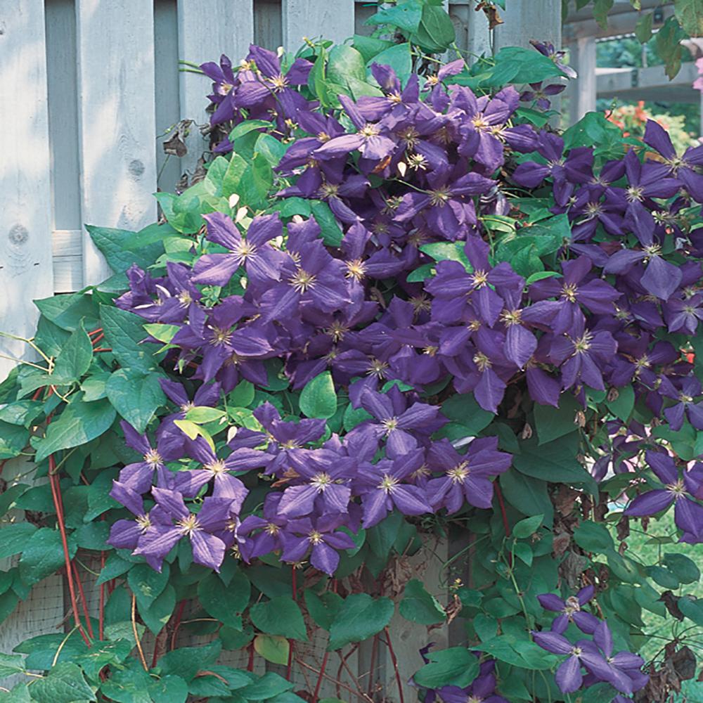 2.5 Qt. H.F. Young Blue and Purple Clematis Plant-1152 - The Home Depot