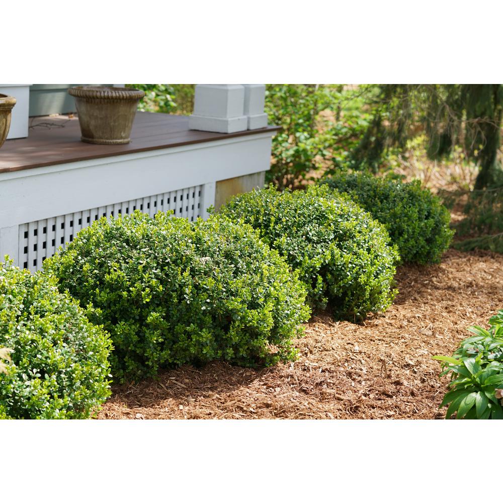 Defining Your Home Garden And Travel No More Invasive Shrubs