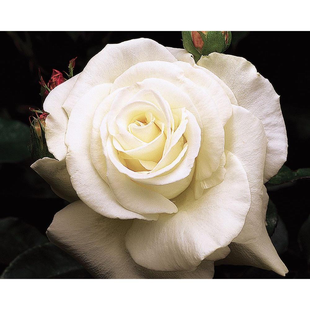 Hybrid tea Rose Bushes Trees & Bushes The Home Depot