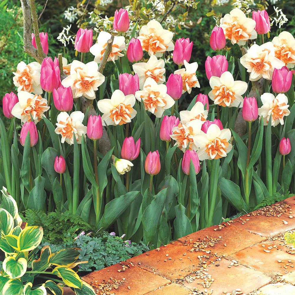 15 Flower Bulbs Garden Plants Flowers The Home Depot Pink Flowering Lasagna Bulb Mixture 11 Pack