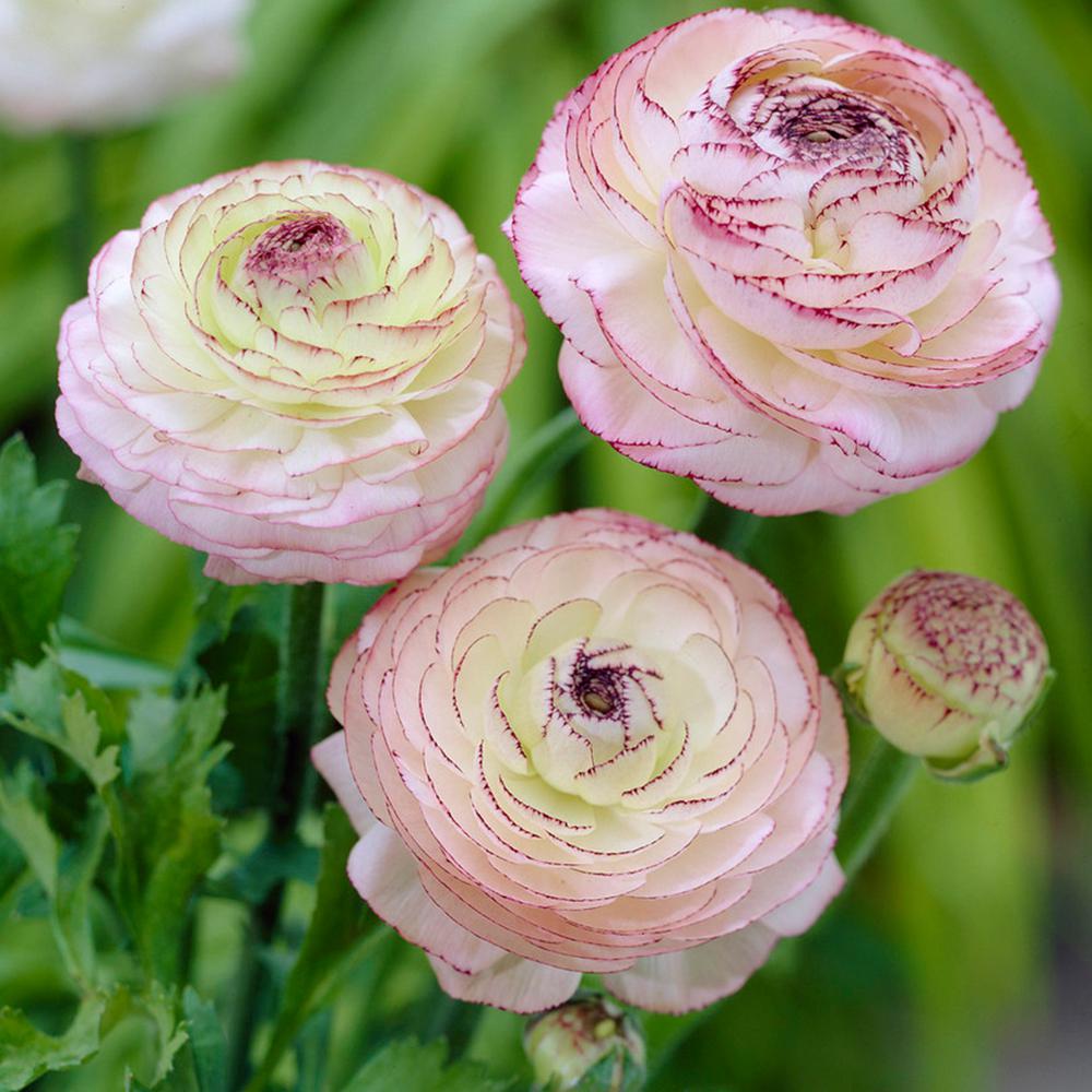 images of pink buttercup flowers